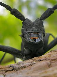 Attēlu rezultāti vaicājumam “Lamia textor”