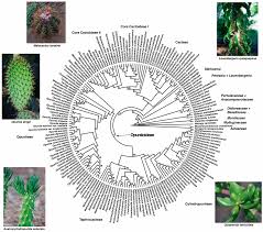 Attēlu rezultāti vaicājumam “Clastodermataceae”