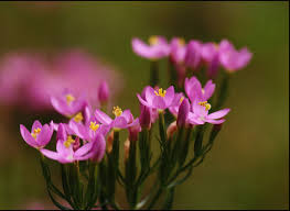 Attēlu rezultāti vaicājumam “Centaurium erythraea flower”