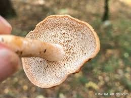 Attēlu rezultāti vaicājumam “Hydnum rufescens”