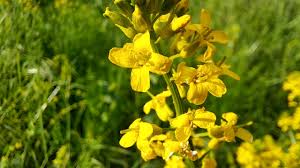 Attēlu rezultāti vaicājumam “Barbarea vulgaris subsp. arcuata flower”