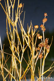 Attēlu rezultāti vaicājumam “Potamogeton trichoides”