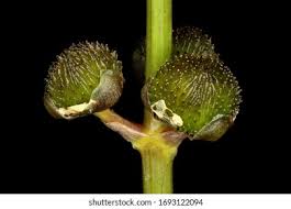 Attēlu rezultāti vaicājumam “Sagittaria sagittifolia fruit”