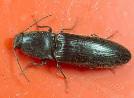 Attēlu rezultāti vaicājumam “Elateridae”