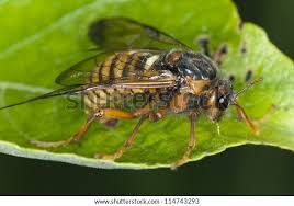 Attēlu rezultāti vaicājumam “Cimbex femoratus imago”