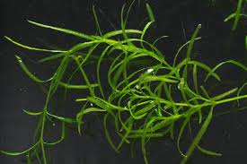 Attēlu rezultāti vaicājumam “Najas major leaf”