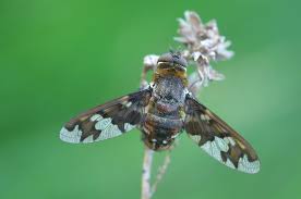 Attēlu rezultāti vaicājumam “Exoprosopa capucina”