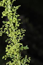 Image result for Chenopodium botrys