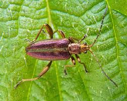 Attēlu rezultāti vaicājumam “Donacia”