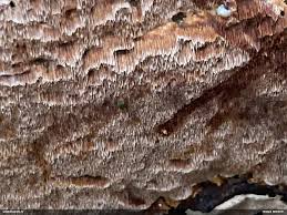 Attēlu rezultāti vaicājumam “Junghuhnia collabens”