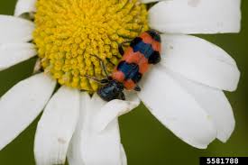 Attēlu rezultāti vaicājumam “Trichodes apiarius”
