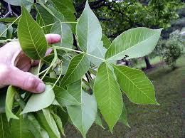 Attēlu rezultāti vaicājumam “Carya ovata leaf”