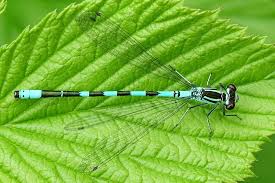 Attēlu rezultāti vaicājumam “Coenagrion hastulatum”