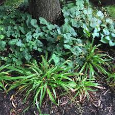 Attēlu rezultāti vaicājumam “Carex x bakkeriana”