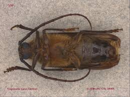 Attēlu rezultāti vaicājumam “Priobium carpini”