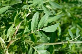 Attēlu rezultāti vaicājumam “Anthyllis vulneraria leaf”