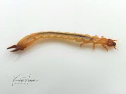 Attēlu rezultāti vaicājumam “Pyrochroidae larva”