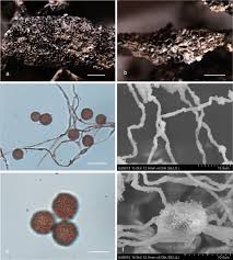 Attēlu rezultāti vaicājumam “Diderma chondrioderma spores”