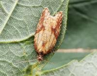 Attēlu rezultāti vaicājumam “Acleris aspersana”