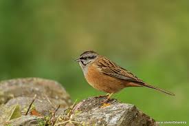 Image result for Emberiza cia