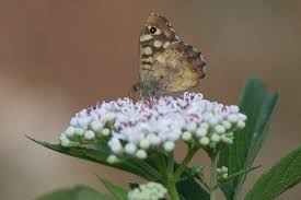Attēlu rezultāti vaicājumam “Pararge aegeria underside”