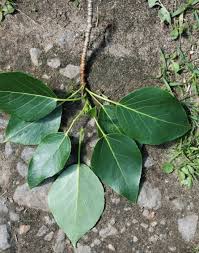 Attēlu rezultāti vaicājumam “Populus x berolinensis leaf”
