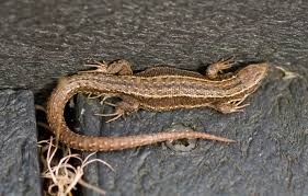 Attēlu rezultāti vaicājumam “Lacerta vivipara”