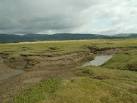 are the source of saltmarsh lamb, widely regarded as a great delicacy. - via Daymix