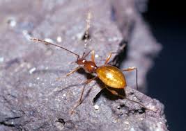 Attēlu rezultāti vaicājumam “Leiodidae larva”