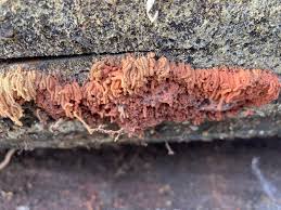 Attēlu rezultāti vaicājumam “Stemonitis marjana stalked”