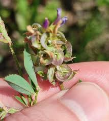 Attēlu rezultāti vaicājumam “Medicago x varia  flower”