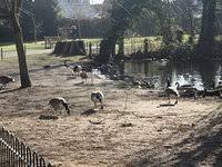 Image result for Clock House (Upminster) Bowling Club