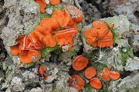 Attēlu rezultāti vaicājumam “Melastiza chateri”