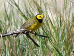 Image result for Wilsonia citrina