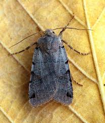 Attēlu rezultāti vaicājumam “Agrochola litura”