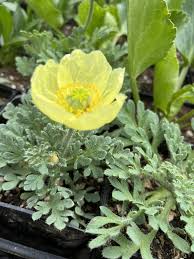 Attēlu rezultāti vaicājumam “Papaver”