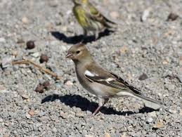 Attēlu rezultāti vaicājumam “Fringilla coelebs juvenile”