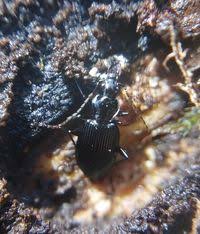 Attēlu rezultāti vaicājumam “Limodromus assimilis”