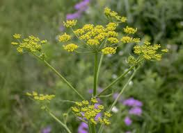 Attēlu rezultāti vaicājumam “Pastinaca sativa subsp. sylvestris flower”