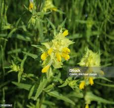 Attēlu rezultāti vaicājumam “Rhinanthus serotinus fruit”