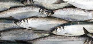 Image result for Clupea harengus