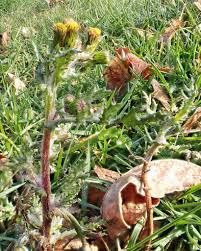Attēlu rezultāti vaicājumam “Senecio vulgaris flower”