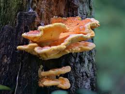 Attēlu rezultāti vaicājumam “Laetiporus sulphureus”
