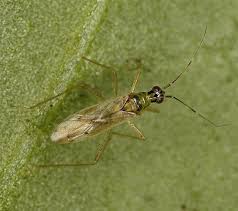 Attēlu rezultāti vaicājumam “Dicyphus sp.”