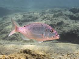 Image result for Dentex dentex