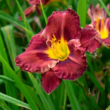 Image result for Hemerocallis `Moses Fire`