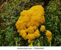 Attēlu rezultāti vaicājumam “myxomicetes”