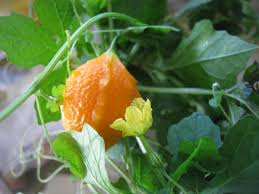 Attēlu rezultāti vaicājumam “Carex dioica fruit”