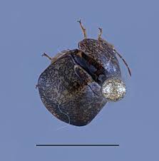 Attēlu rezultāti vaicājumam “Cribraria rubiginosa stalked”