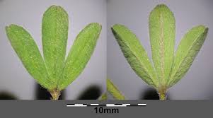 Attēlu rezultāti vaicājumam “Trifolium arvense”